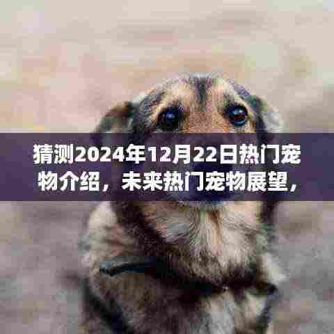 未来宠物展望,预测2024年12月22日热门宠物潮流趋势
