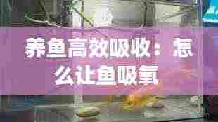 养鱼高效吸收：怎么让鱼吸氧 