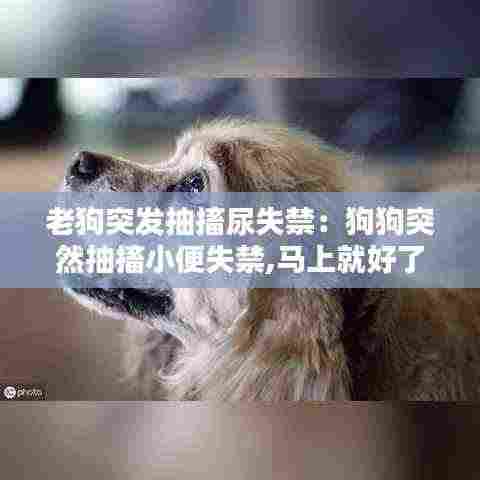 老狗突发抽搐尿失禁:狗狗突然抽搐小便失禁,马上就好了,很能吃