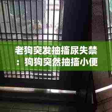 老狗突发抽搐尿失禁:狗狗突然抽搐小便失禁,马上就好了,很能吃