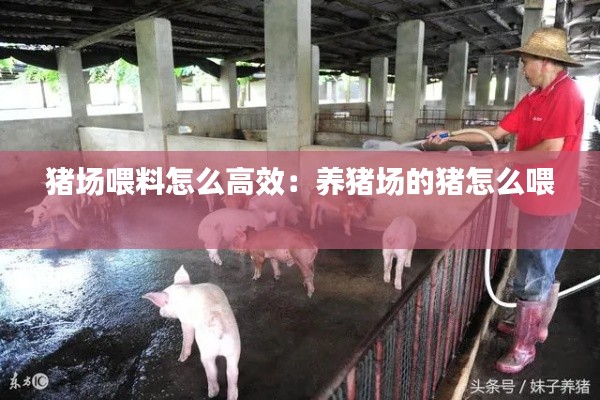 猪场喂料怎么高效:养猪场的猪怎么喂