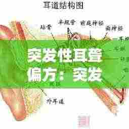 突发性耳聋偏方：突发性耳朵聋偏方 