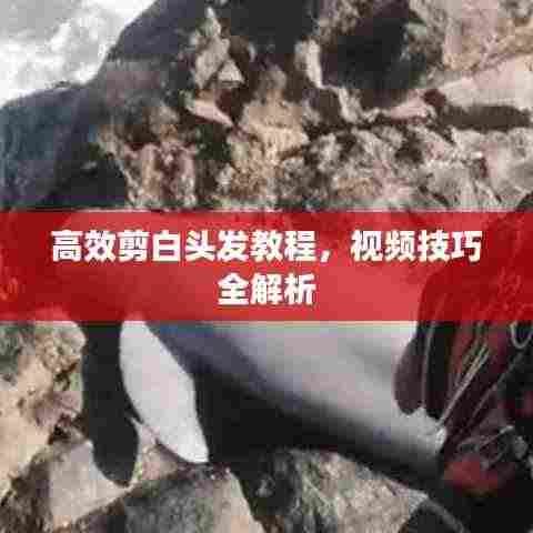 高效剪白头发教程,视频技巧全解析
