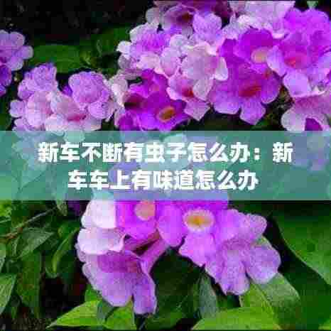 新车不断有虫子怎么办:新车车上有味道怎么办