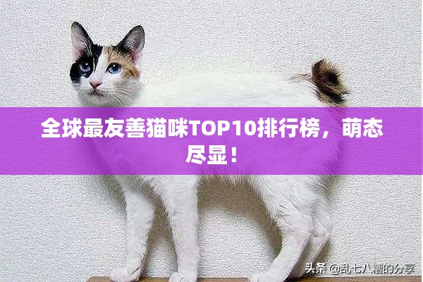 全球最友善猫咪TOP10排行榜，萌态尽显！