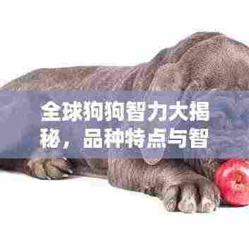 全球狗狗智力大揭秘,品种特点与智力排名全解析