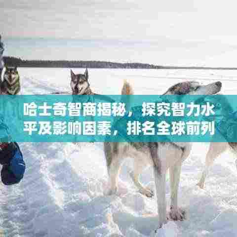 哈士奇智商揭秘,探究智力水平及影响因素,排名全球前列!