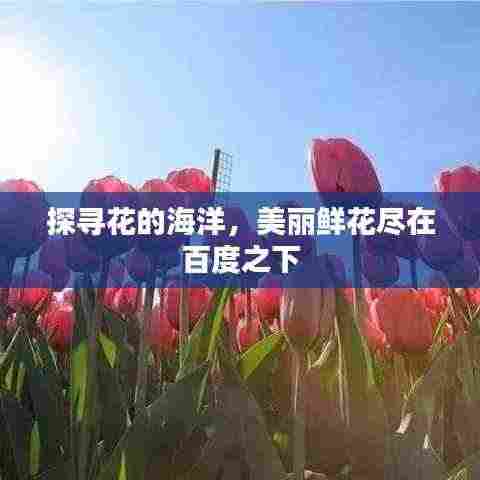 探寻花的海洋,美丽鲜花尽在百度之下