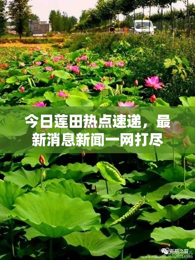 今日莲田热点速递,最新消息新闻一网打尽